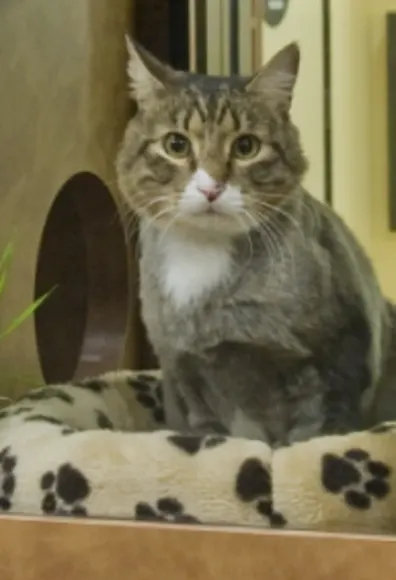 Cat sitting in bed 